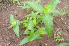 竹叶菜不是菜，霸地王只是草，全国各地不同杂草的取名很有特色图片