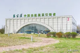 揭秘青岛马家沟芹菜 每斤298元仍供不应求原来种植有“秘笈”图片