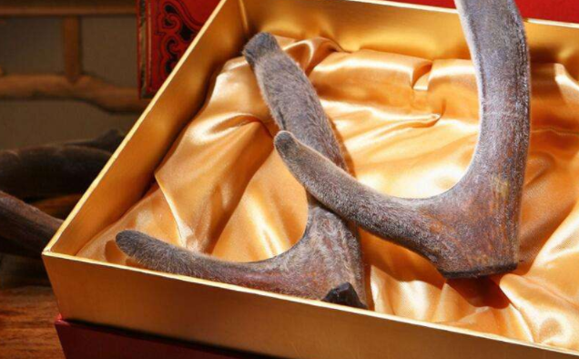 吃鹿茸后不能吃花胶吗 2026年吃鹿茸后不能吃花胶吗