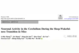 小鼠睡眠-觉醒转变过程中小脑神经元的活性变化图片