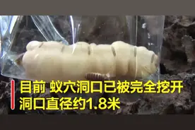 白蚁蚁后长到了5厘米，带着子孙祸害建筑，它们能有什么优点？图片