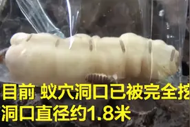 白蚁蚁后长到了5厘米，带着子孙祸害建筑，它们能有什么优点？图片