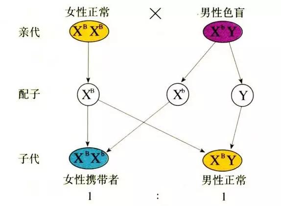 其实你是色弱/色盲携带者,只是你不知道