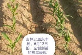 玉米节水抗旱稳产高产栽培技术，玉米割苗技术纲要（摘抄）图片
