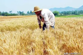 种植经验分享，掌握小麦各个时期“灌水技术”，对其生长相当重要图片