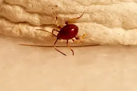 这类昆虫样子与蜱虫模样有些像，喜欢寄主在这些地方图片