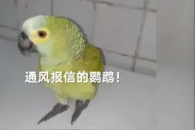 巴西警方突袭贩毒窝点 不料鹦鹉提前通风报警：妈！有警察图片