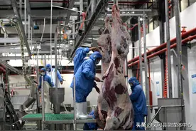 凤冈3万头肉牛屠宰加工生产线建成投产图片