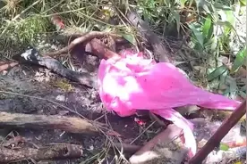 哀牢山4名遇难者因失温而死？披露更多细节，问题可能出在雨衣上图片