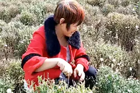 山村50岁妹子在家种菊花能收入多少，听她咋说，农村生活就是这！视频封面