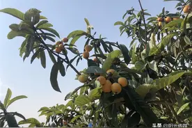 最新德阳周边采摘地图！枇杷、桑葚再不去就没啦！图片