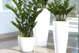 青花瓷栽金钱树，金秋佳节必入的“招财进宝”图片