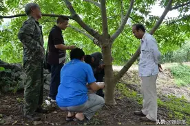 核桃割一刀就实现增产，这是什么原理？啥时候割最好？图片