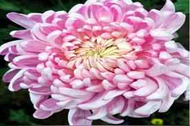 「生活小知识」深秋识菊花图片