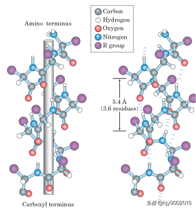 蛋白质的二级结构
