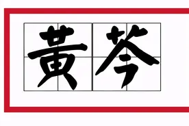 这次，我们来聊聊中药里“三黄”的黄芩！图片