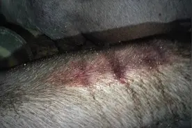 猪身发红并不是高热病会这样，这个疾病也会发生，猜猜看是什么病图片