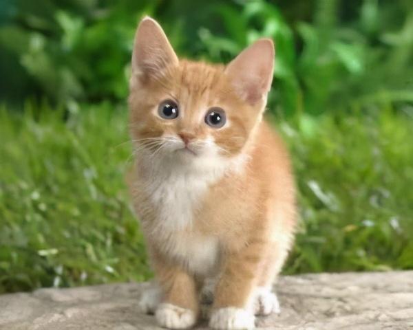 9种适合家养的“小”猫咪，第一名是英短还是田园？