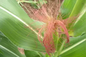 农村里常见的玉米须苞谷胡子，农民对它不屑一顾，老中医却说是宝图片