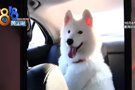送去寄养的萨摩耶被弄丢，宠物店老板要求澄清：犬主的话水分太多图片