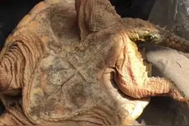 “死而复生”！广西一鳄龟出逃1个月变“干尸”，把它放到水里竟活了图片