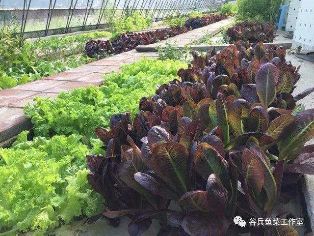 鱼菜共生植物缺素新认知 汇总