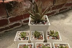 如何养殖出好看的月兔耳多肉？2招变成老桩，让它远离徒长变丑图片
