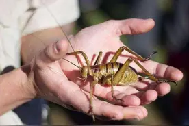 昆虫界的超大个体能有多大体型？最长超过半米，最重媲美麻雀图片