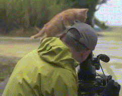 抓猪养猪还可以给猪配种，这款沙盒生存游戏逗乐我了