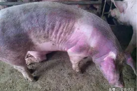 猪蓝耳病有多可怕，真的没办法解决吗？其实方法非常简单图片