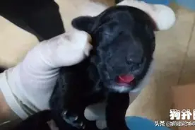 高龄蝴蝶犬难产，性命堪忧，医生的不放弃最终救了它图片
