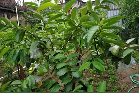 番石榴味道甘甜，果肉多汁，具有丰富的营养成分，欣赏其开花结果图片