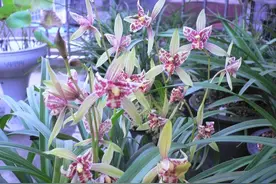 来自宝岛的建兰名品，花色艳丽，兰香醇正，是花迷养兰首选图片