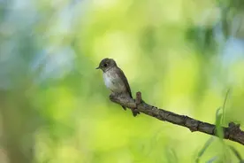 发现家乡之美：红喉姬鹟枝头跳图片