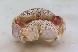 馒头蟹，遇到危险抱上媳妇就跑？其实一切都是为了交配罢了图片