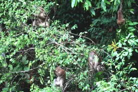 它被称为“黄连山精灵”，家族庞大、洗澡必有雨……让我们一起走进它的世界图片