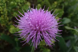 花木春秋41：刺儿菜 | 划嗓子眼儿的救命菜，见到就亲切图片