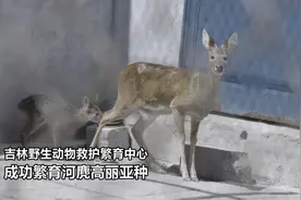 野生动植物保护|吉林：成功繁育河麂高丽亚种图片