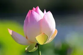 “出淤泥而不染，濯清涟而不妖”，从《爱莲说》看周敦颐的修养观图片