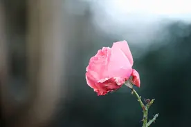 高情商的婆婆在小两口吵架的时候会怎么做？要向着儿媳图片
