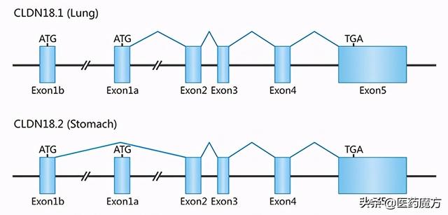 实力靶点CLDN18.2：群狼环伺，谁主沉浮？