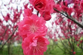 大美三河之春图片