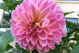 大丽花盆栽的种植方法，做好3步，一年两次花，花型大颜色美图片