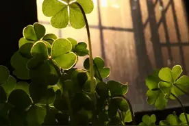 冬日，向阳而生图片