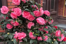 6种“长寿花”，能活一百年，漂亮又吉利，越老“越值钱”图片