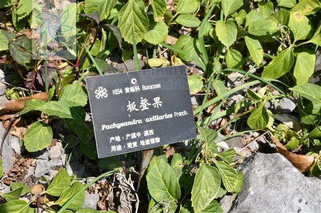 转筋草,见过吗?祛风湿,舒筋活血.治风湿热痹,小腿转筋