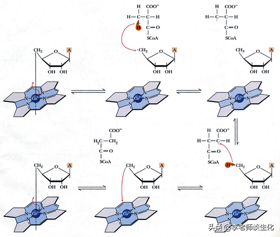脂肪酸的转运与氧化分解