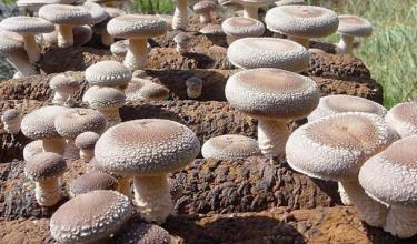 三十一种常见的菌类蘑菇图片