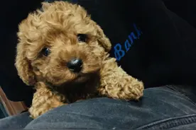 泰迪的成长过程，长大前后的对比照。真的太奇妙了……图片