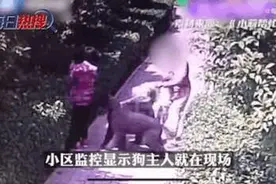 河南八旬老人被猛犬当街撕咬，狗主人气焰嚣张，记者被当场气哭图片